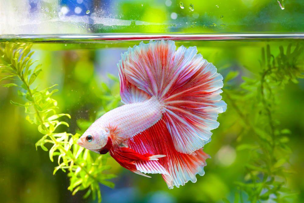 Betta Fish: Are They The Type For You?