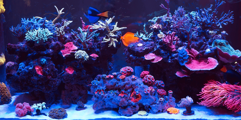 The Beginner's Guide to Keeping Corals